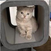 Alpha
