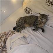 Gute Schülerinn in Englisch und fließend Englisch