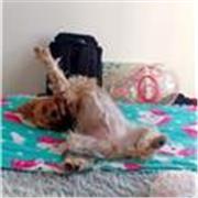 Estudiante U. de Chile ofrece Reforzamiento de Matemáticas para Básica y Media