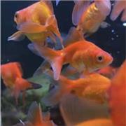 Professeur/ Tuteur en anglais (conversation, pratique de l’oral et de la grammaire) et aide aux devoirs