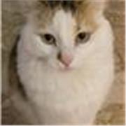 Ripetizioni di inglese/tedesco/doposcuola