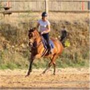 Soutien scolaire niveau primaire, collège