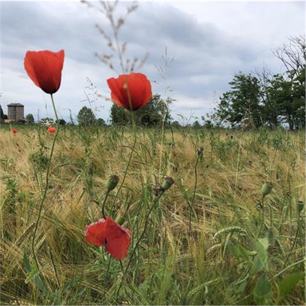 Roberta Riva | Letuelezioni.it