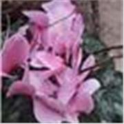 Historia Geografia Educación Civica. Apoyo escolar primario y secundario