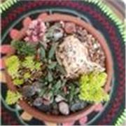 Jardinería de interior + bienestar emocional