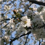 Sono un' educatrice di plesso scolastico ed offro lezioni private di italiano individuali per scuole elementari e medie .