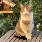 Mitsuko