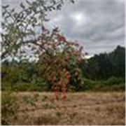 Docente de artes para ciclos primarios y secundarios en escuelas latinoamericanas, con enfoque en la reflexión y crítica