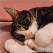 Cours de soutient scolaire, aide aux devoirs