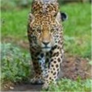 Kung fu tradizionale cinese per la difesa personale da strada