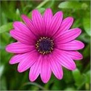 Apoyo escolar y tutorías personalizadas para primaria, secundaria y superior (técnicas de estudio e inclusión)