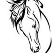 professeur d'équitation diplômée DEJEPS . Cours en Visio via Pivo ou autre. 