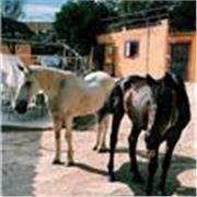 Clases de Equitacion para todas las edades y todos los niveles