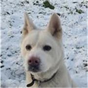 I have a passion for science and maths,and would love to tutor (Triple or combined) and higher/foundation maths!