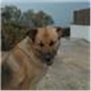 Profesor de inglés para principiantes, para el empleo y la vida cotidiana.