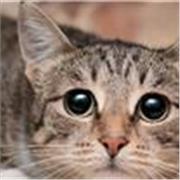 Soy bilingüe en francés, puedo dar clases a principiantes en francés, da igual la edad.