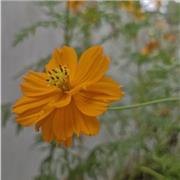 Reshma