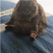 Prrofesor de Matemáticas con experiencia en clases particulares online