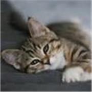 profesor de programacion ofrece clases particulares en jujuy