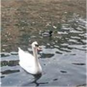 English Tutor for children and adults online as well as offline. 