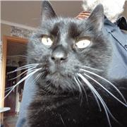 Kurs Englisch als Fremdsprache, Geschichte