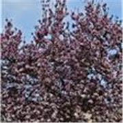 Professeur ? Non, juste une femme qui aime la langue française et ses subtilités et qui souhaiterai partager cet amour