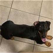 Apoyo escolar para inglés nivel primaria y secundaria