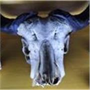 Posso aiutare in storia, letteratura e inglese !