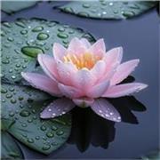 Maestro virtual de matemáticas básicas, desde primaria a secundaria