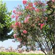 i am persistent, my tutoring is aimed at gsce foundation level students. 