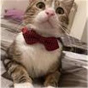 Lezioni private in inglese per bambini con metodo semplice e coinvolgente 