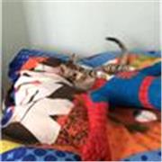 Soy profesora. Alumna de 2 de bachillerato con 3 años de experiencia. Puedo dar clase con historia, lengua, inglés y otras