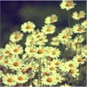 Laureata e diplomata in lingue, offro ripetizioni di inglese, spagnolo francese e materie umanistiche.