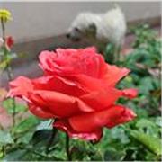 Diversas materias en español/Inglés arte cultura etc