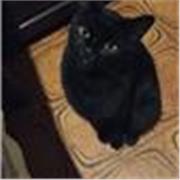 Sono una ragazza di 20 anni e offro ripetizioni di lingua inglese per bambini e ragazzi delle scuole elementari ,medie e superiori