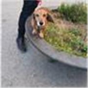 Profesora de inglés para apoyo escolar y examenes internacionales