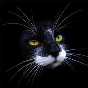 Senad