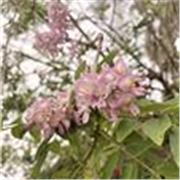 Estudiante de Ingeniería Industrial con habilidades en lectoescritura, comprensión lectora y literatura, ofreciendo apoyo en:
- Té