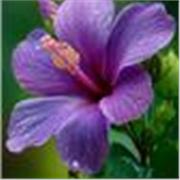 Doy clases económicas de piano particulares en Madrid capital