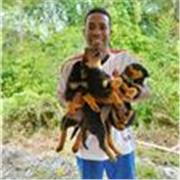 Profesor titulado, con 15 años de experiencia con estudiantes de secundaria