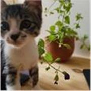 Matematica senza paura anche se il quattro diventa otto.