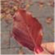 Cours de langue française/ anglaise/ italienne. Contactez moi.