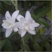 Professeur de français expérimenté, bienveillant et efficace
à distance