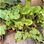 Aprende español con una nativa, a tu ritmo y paso a paso, adecuando las necesidades a tu aprendizaje