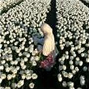 Profesora de inglés bilingüe con enfoque práctico y personalizado para todos los niveles