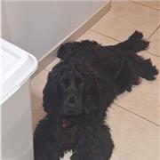 Future professeur des écoles, je peux enseigner maths, français, sciences etc..