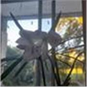 abogada y profesora para dar clases en linea media jornada