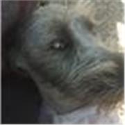 acompañamiento en el aprendizaje de idioma extranjero