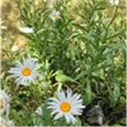 Profesora de español pra clases virtuales