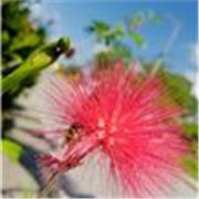 Maestra en artes visuales con experiencia creando cursos para jóvenes y adultos de dibujo, bordado y manualidades